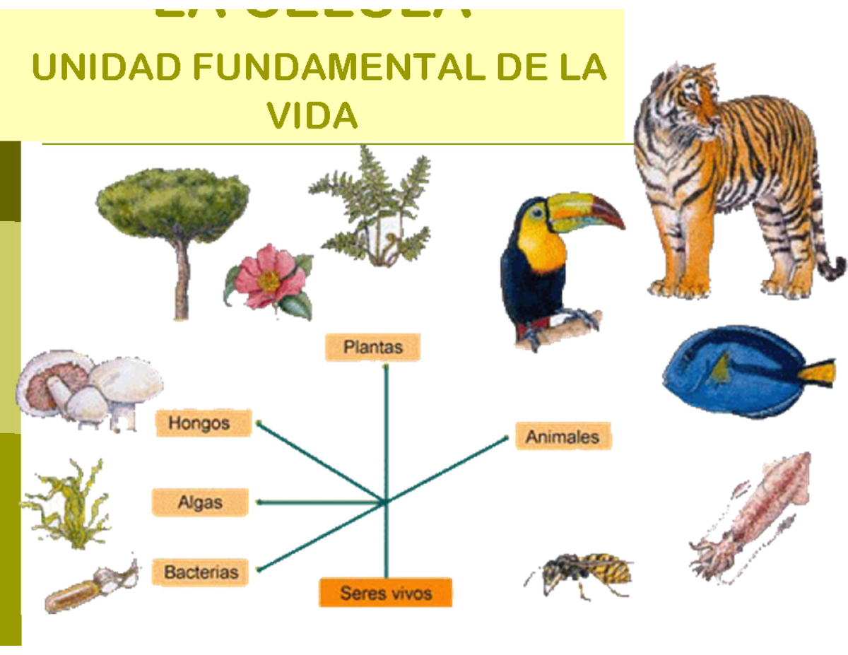 3 Teoría Celular - resumen de la teoria - LA CÉLULA UNIDAD FUNDAMENTAL