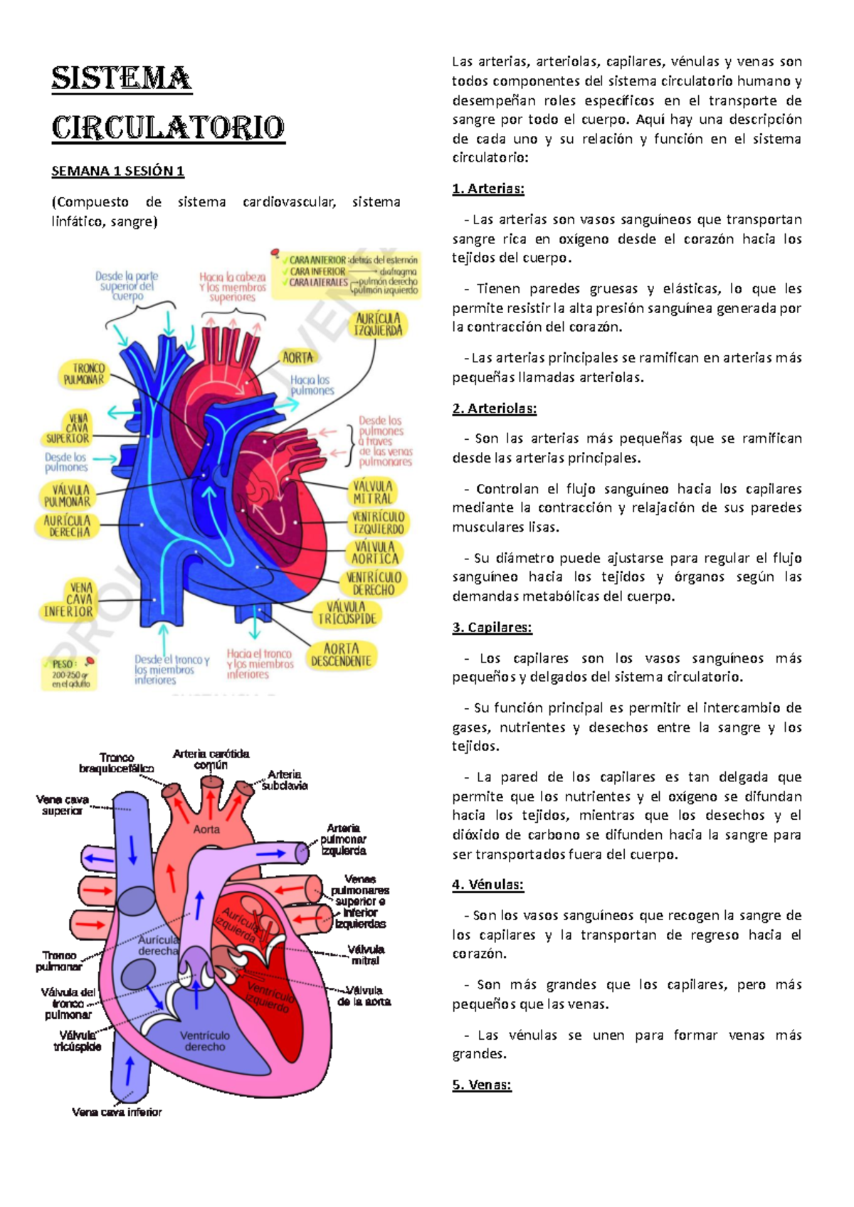 Resumen Circulatorio Sistema Circulatorio Semana 1 Sesión 1