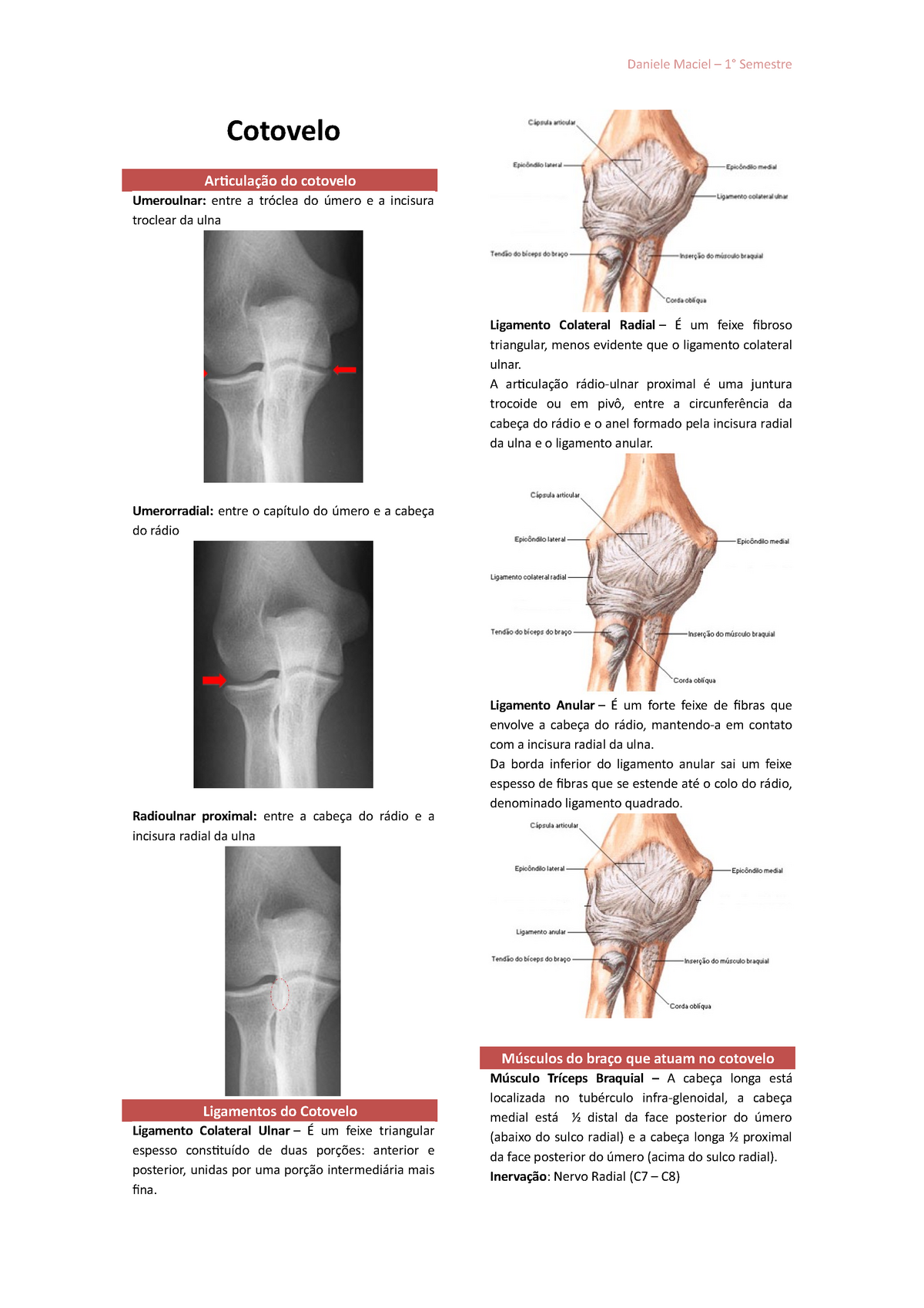 Cotovelo Resumo - Cotovelo Articulação Do Cotovelo Umeroulnar: Entre A ...