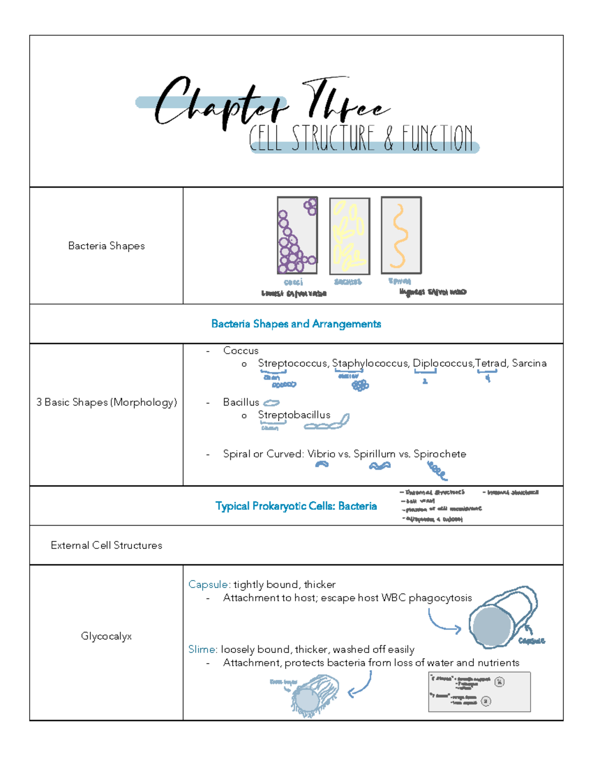 Chapter 5 - Microbial Metabolism - Bacteria Shapes Bacteria Shapes and ...
