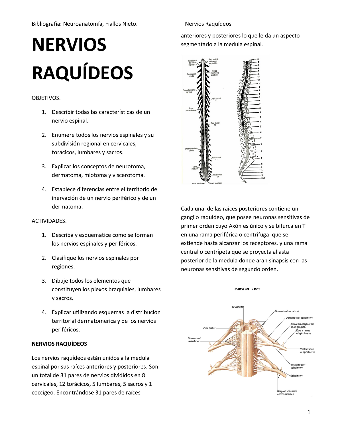 Tema Nervios Raqu Deos Nervios Raqu Deos Objetivos Describir