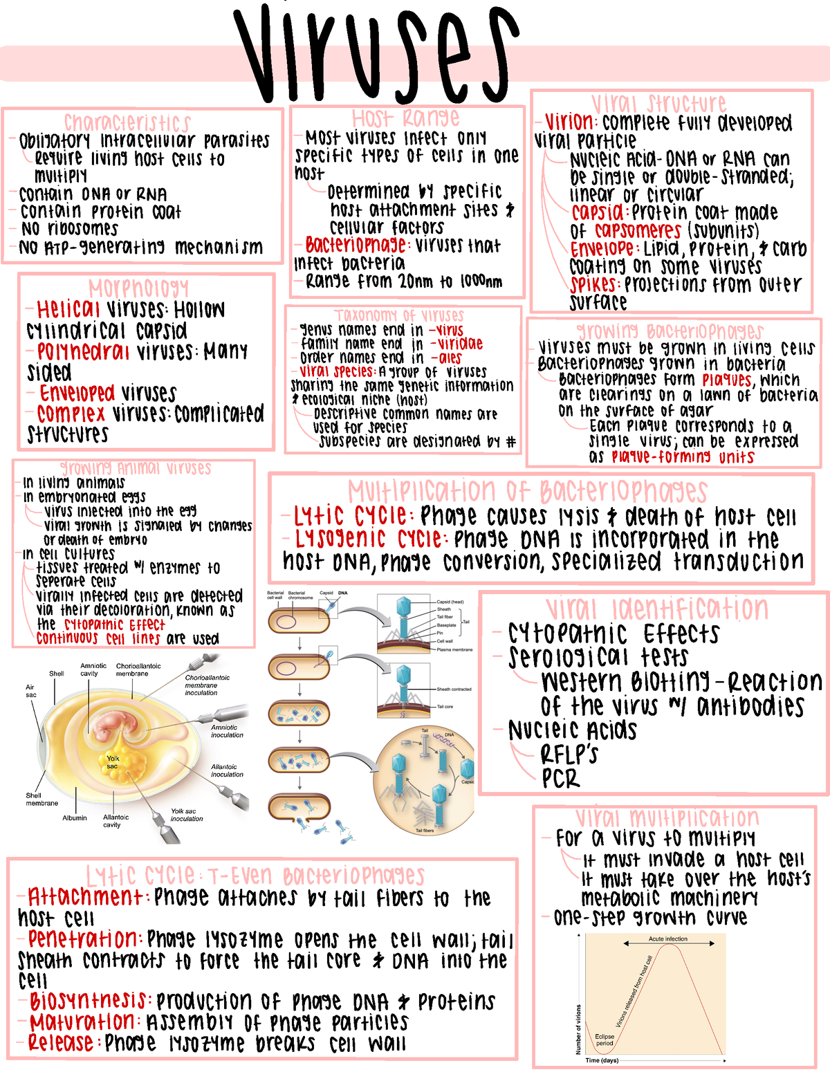 Characteristics about Viruses