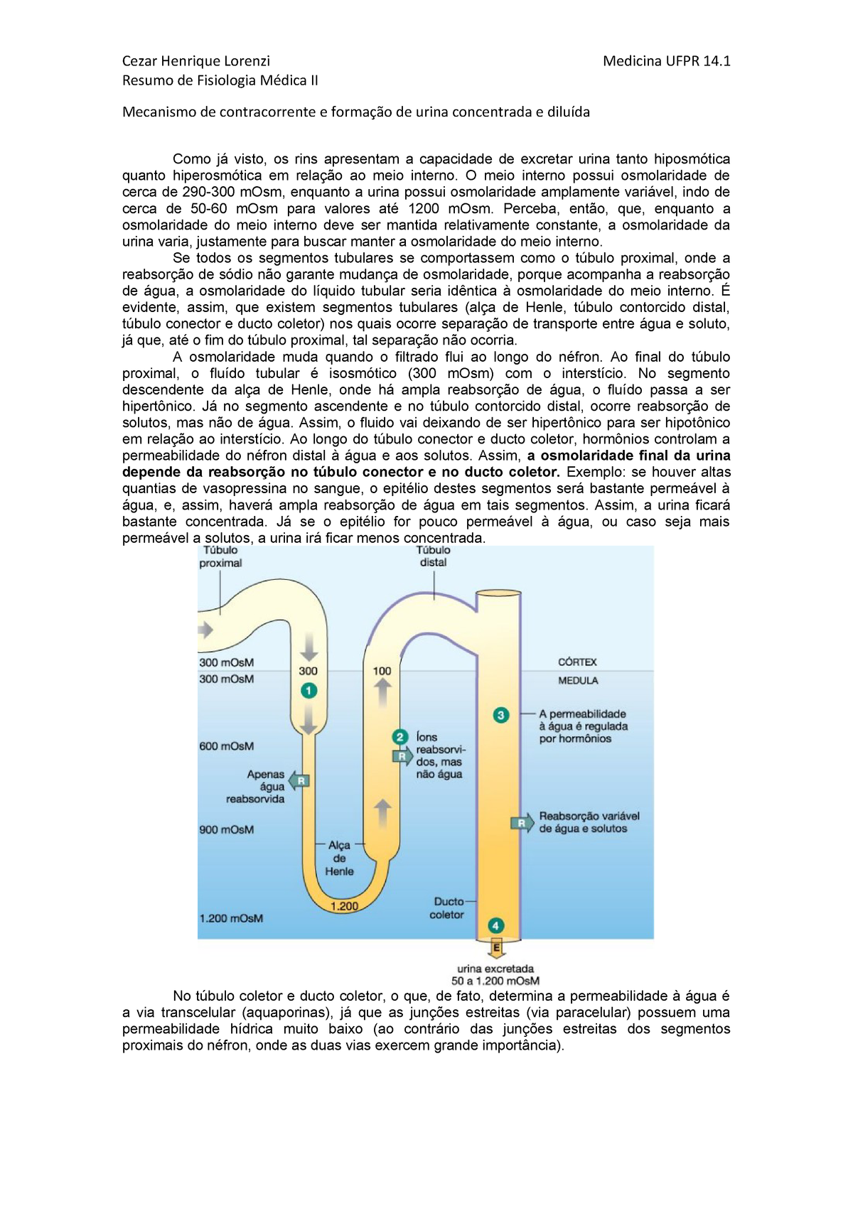 6. Mecanismo De Contracorrente E Formação De Urina Concentrada E ...