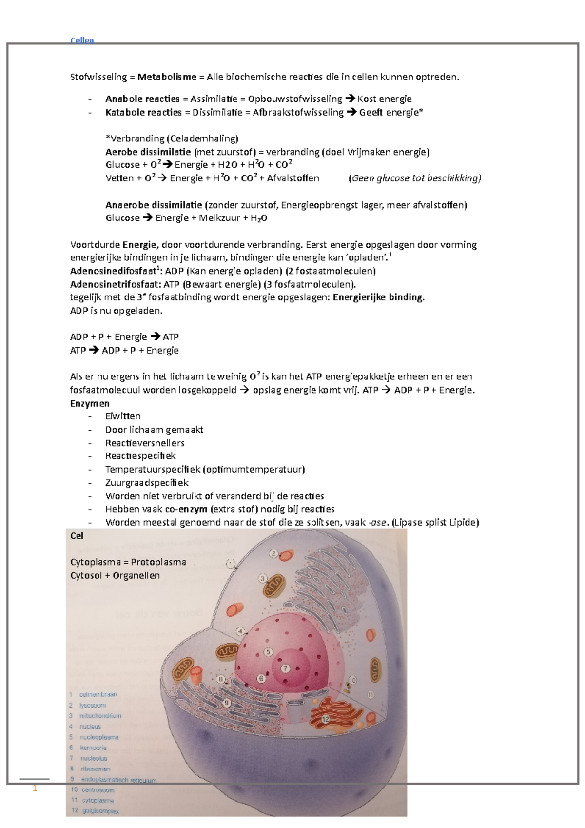 Samenvatting Hoofdstuk 2 'De Cel' Uit 'Anatomie En Fysiologie Van De ...