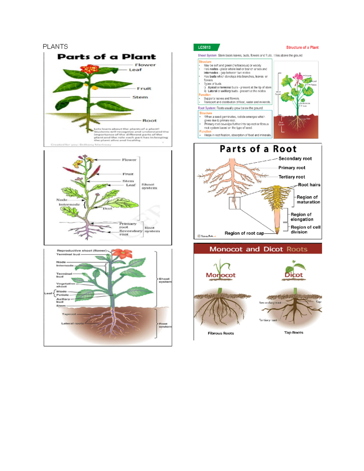 Gen-bio- Reviewer - Plants Fish Anal Fins - Located On Ventral Side 