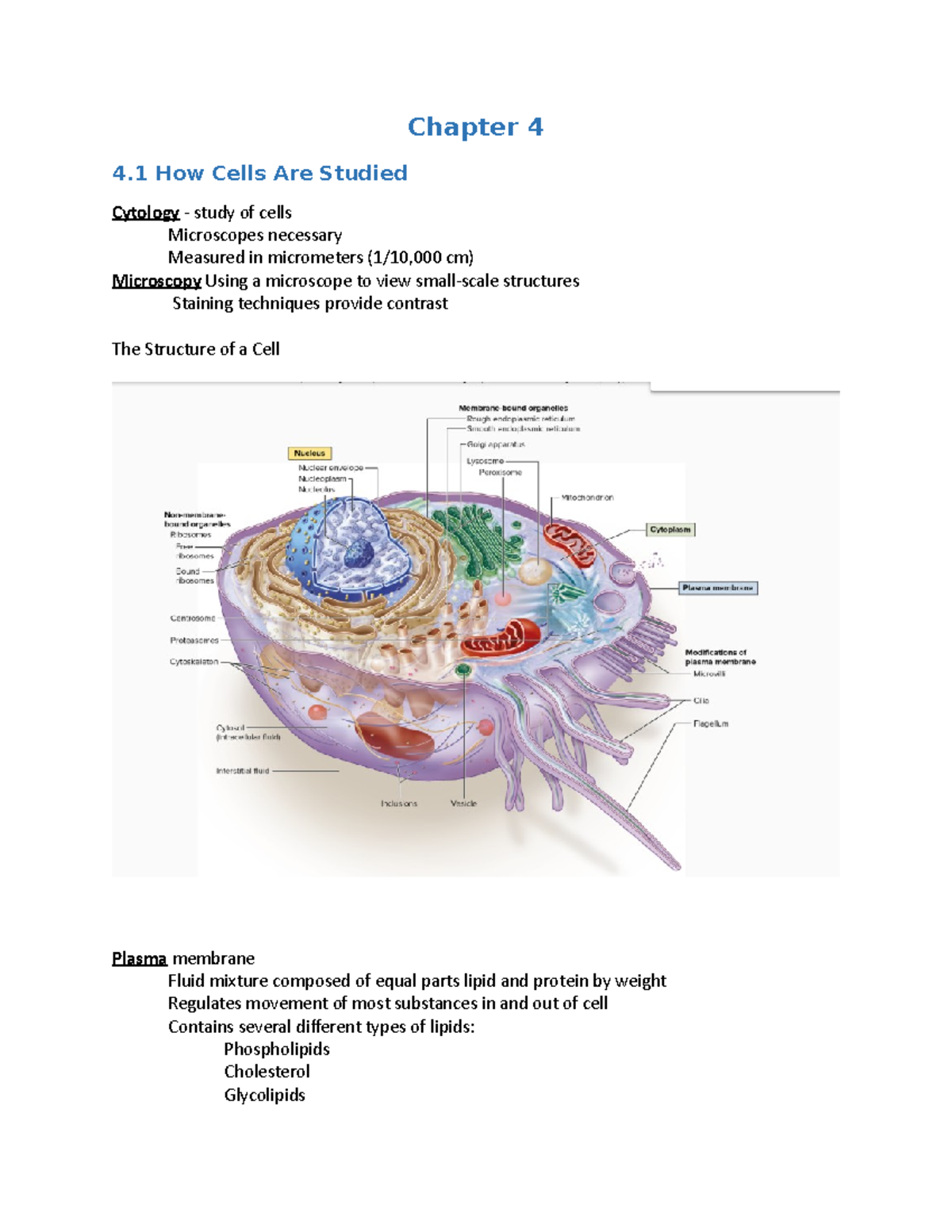 Chapter 4 Study Guide - Chapter 4 4 How Cells Are Studied Cytology ...