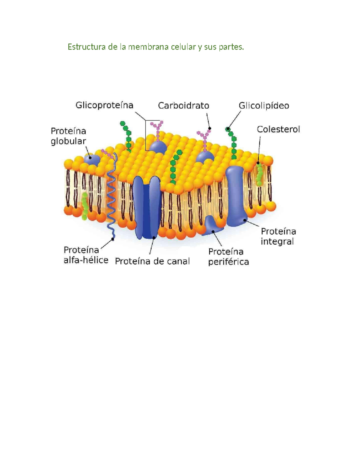 Estructura de la membrana celular y sus partes - Biología celular y ...