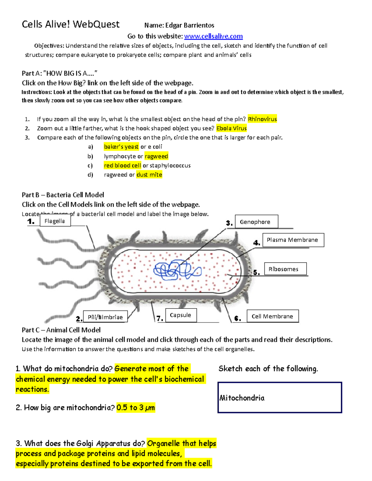 this doc is abought Cells and how theyAlive - Cells Alive! WebQuest Name:  Edgar Barrientos Go to - Studocu