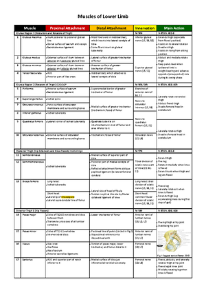 Muscle Action Table - Action-Muscle Referring Table Hip Flexion: Psoas ...