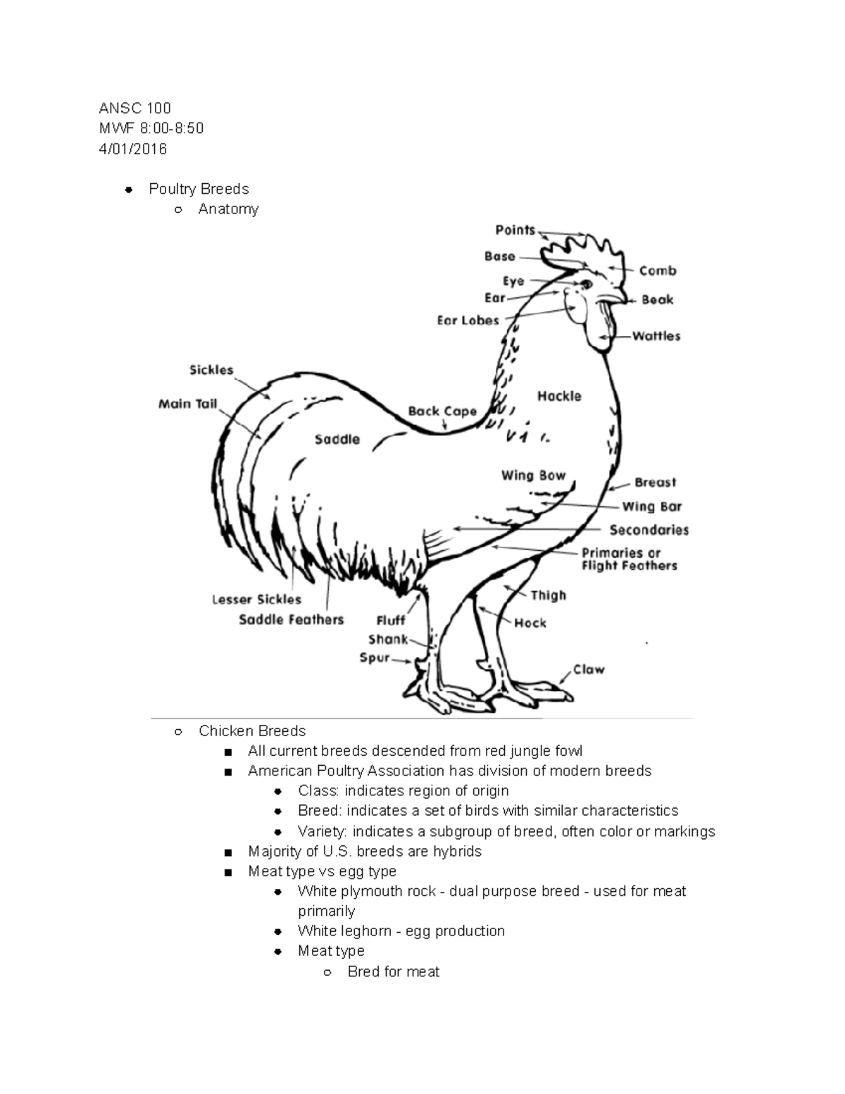 ANSC100_Lecture24 - ANSC 100 MWF Poultry Breeds Anatomy Chicken Breeds ...