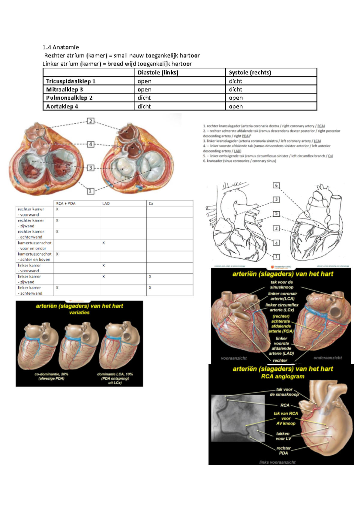 1.4 anatomie notities - 1 Anatomie Rechter atrium (kamer) = small nauw ...