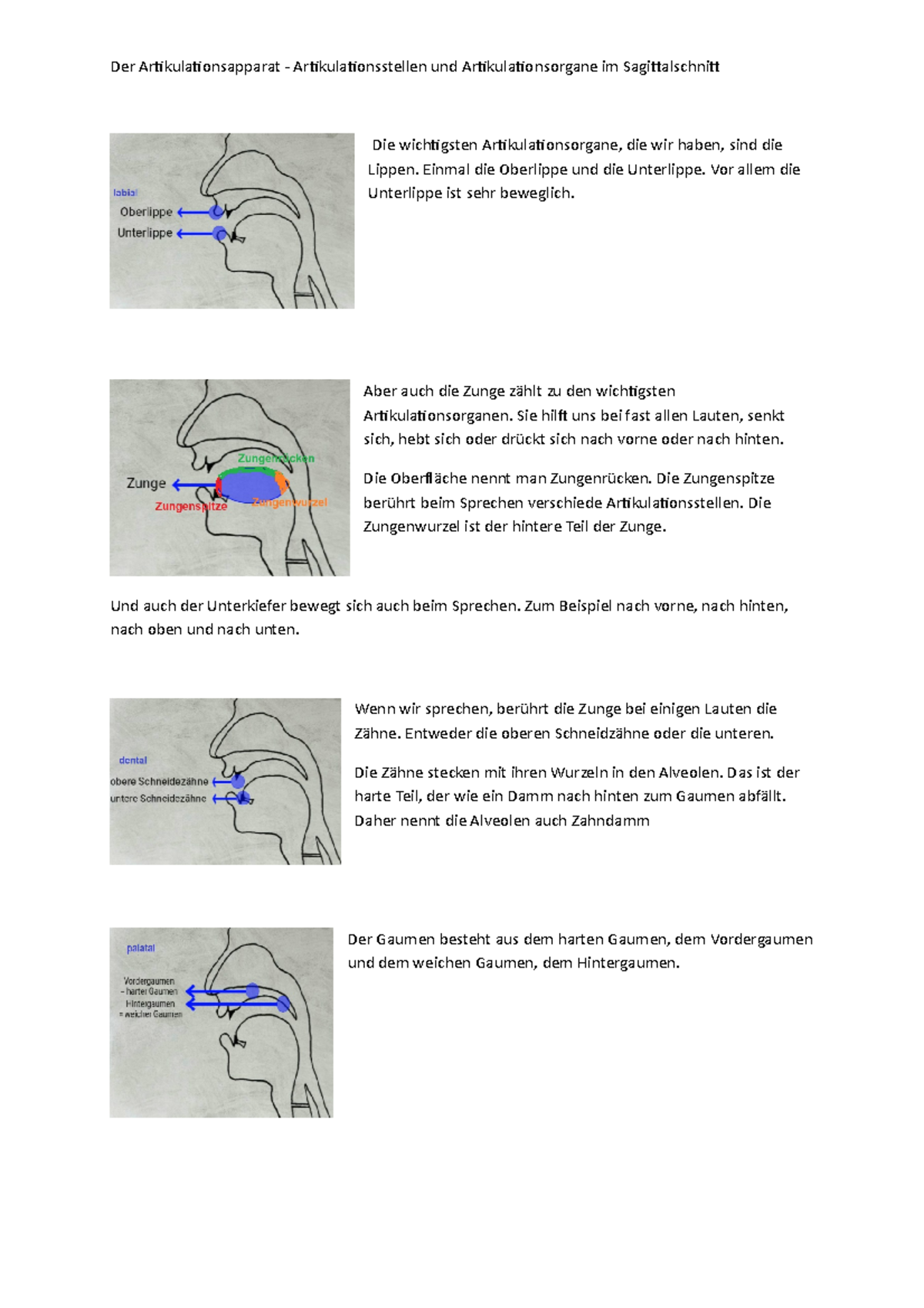 Der Artikulationsapparat Einmal die Oberlippe und die Unterlippe. Vor allem die Unterlippe ist