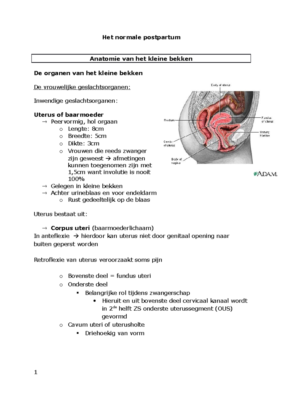 Postpartum En Lactatie SV - Het Normale Postpartum Anatomie Van Het ...