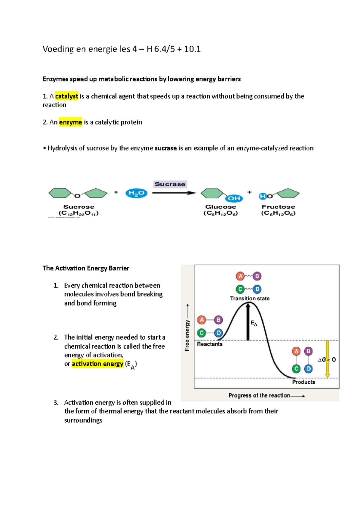 Voeding en energie les 4 Enzymes speed up metabolic reactions by