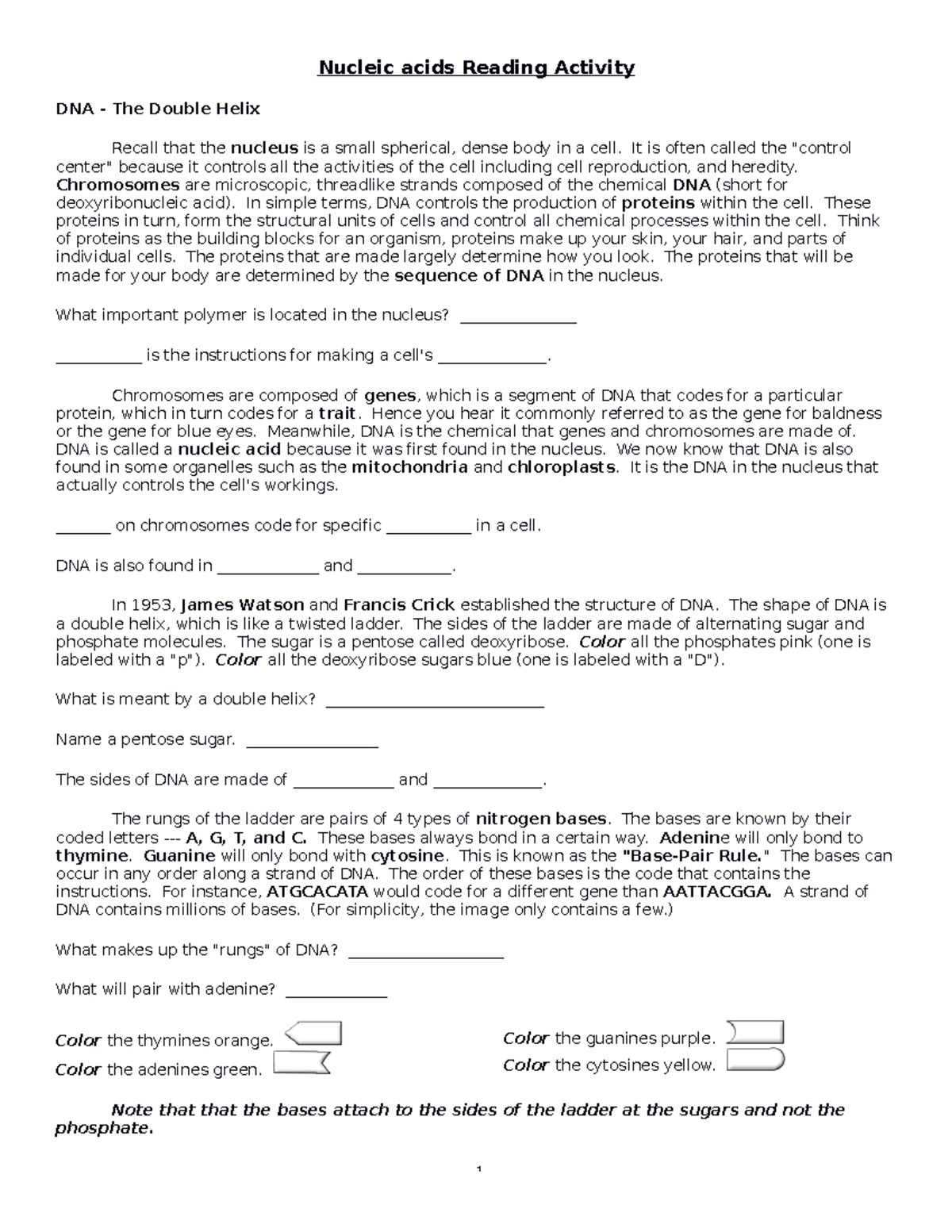 Nucleic acids reading activity DNA and RNA coloring WS Nucleic