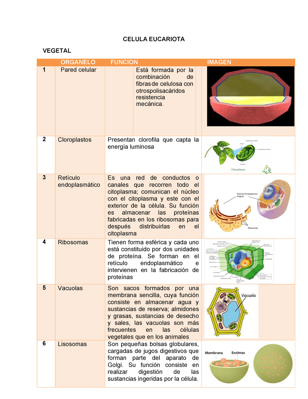 ventaja Crónico Anormal Tabla de organelos celulares de celulas eucariotas y procariotas - Temas  selectos de biología - Studocu