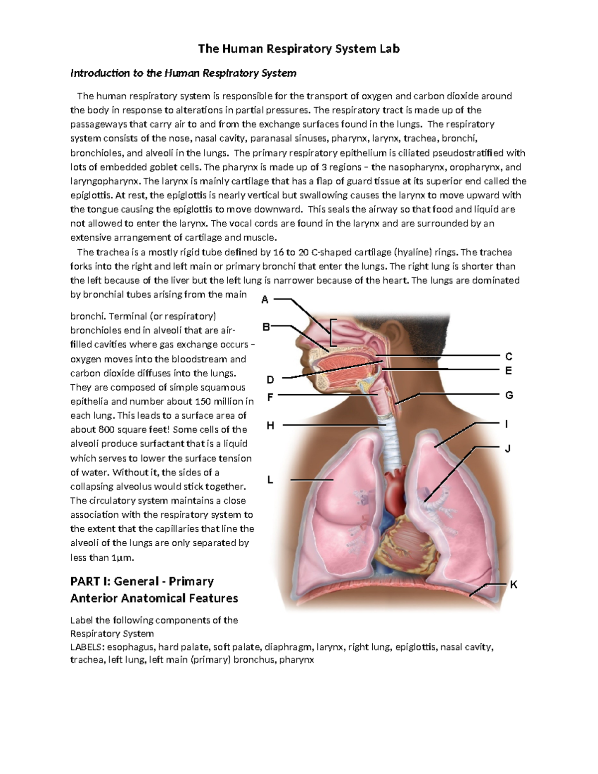 The+Human+Respiratory+System+Lab+1 - A B F H L C D E G I J K The Human ...