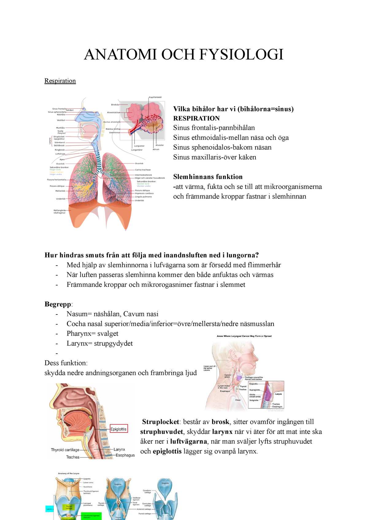 Anatomi Omtenta - Egna Sammanfattningar - ANATOMI OCH FYSIOLOGI ...
