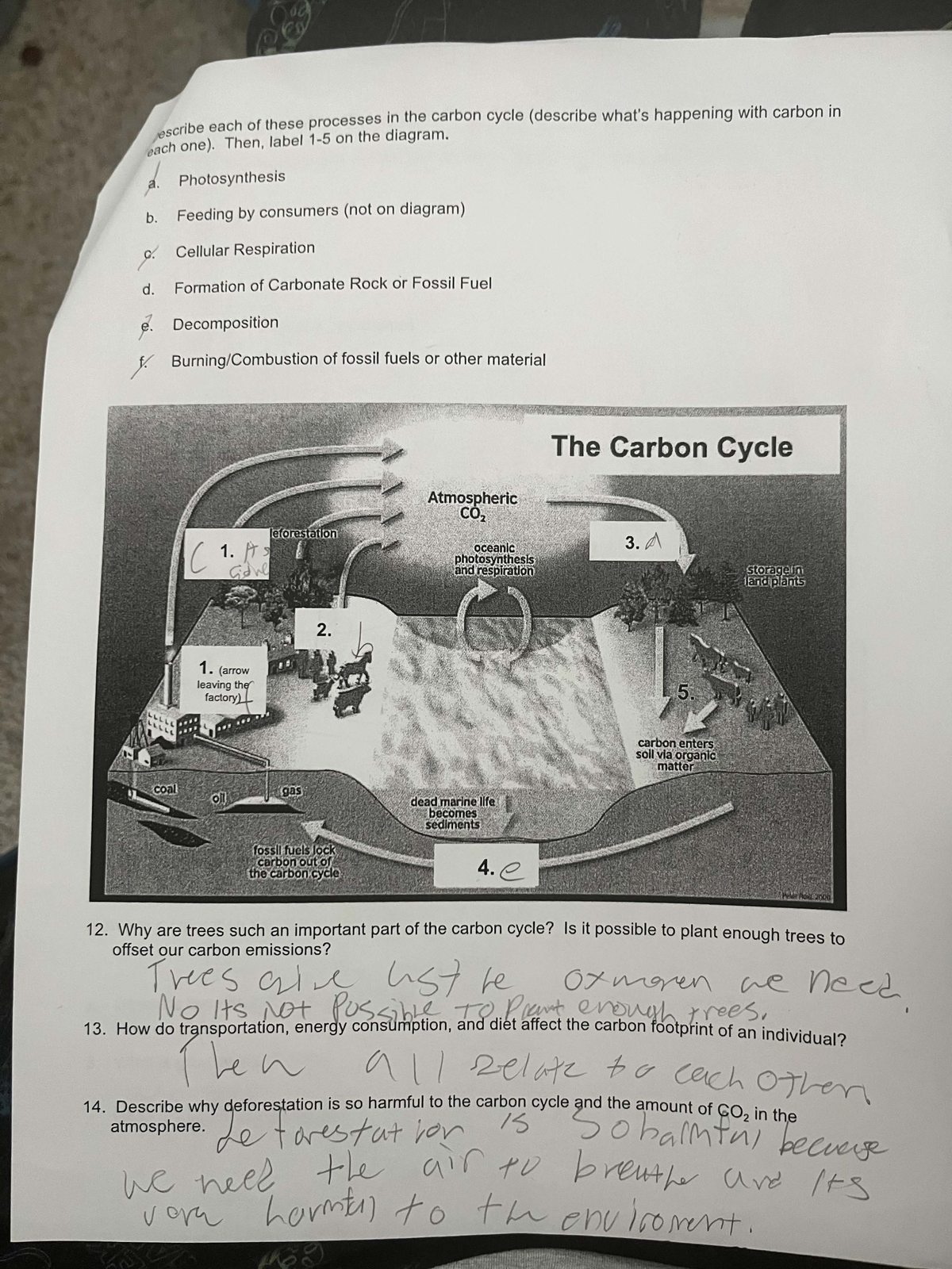 Fffdf - This assignment resolves around the carbon cycle which is ...
