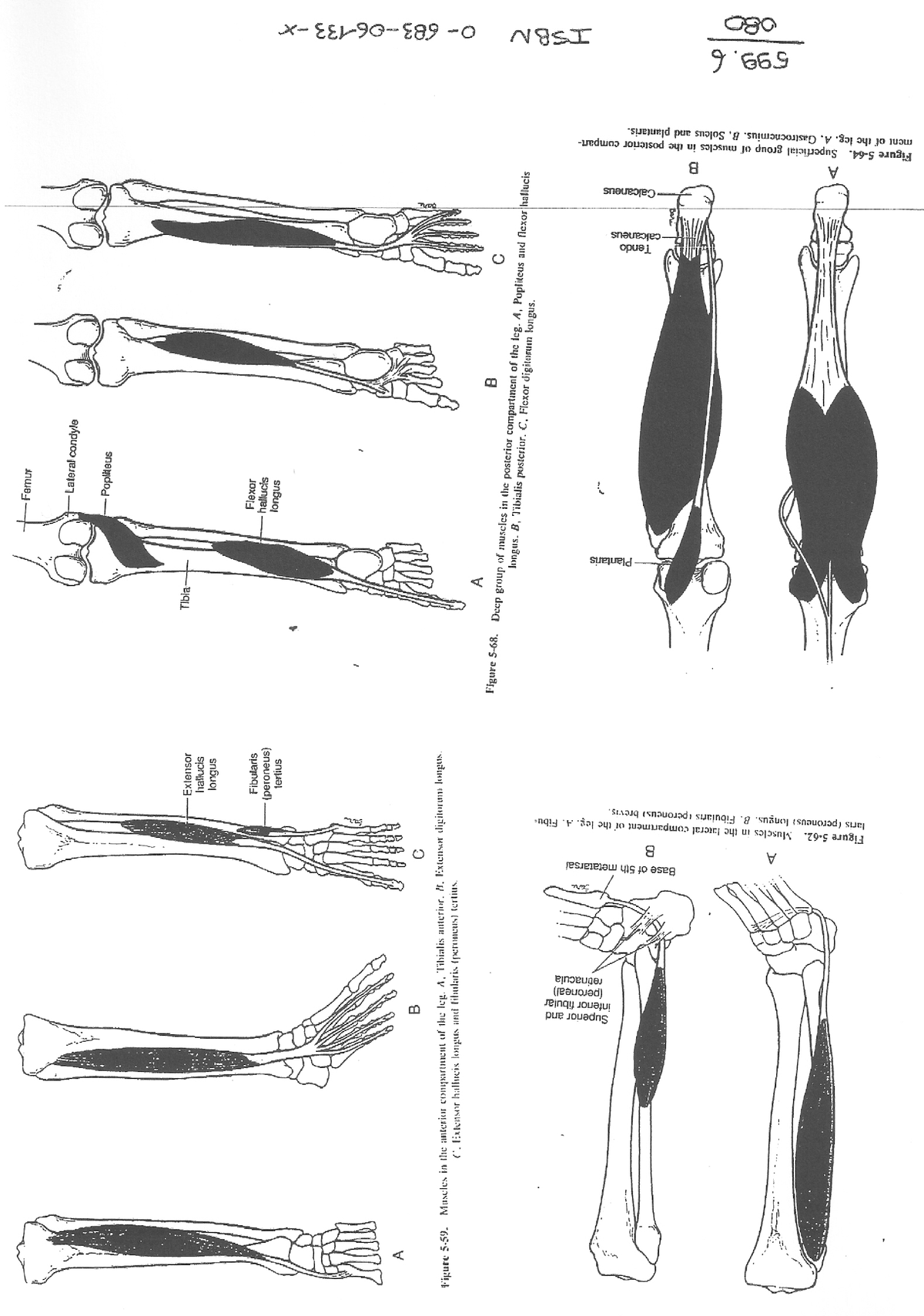 Overzicht OB Spieren - Anatomie - KU Leuven - Studocu