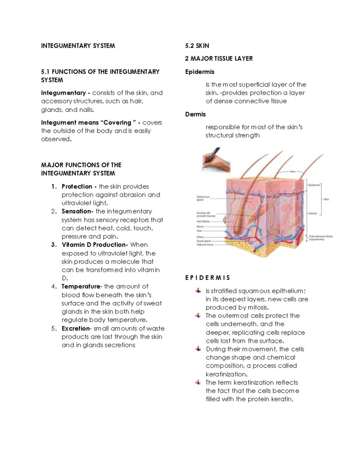 Integumentary handout - INTEGUMENTARY SYSTEM 5 FUNCTIONS OF THE ...