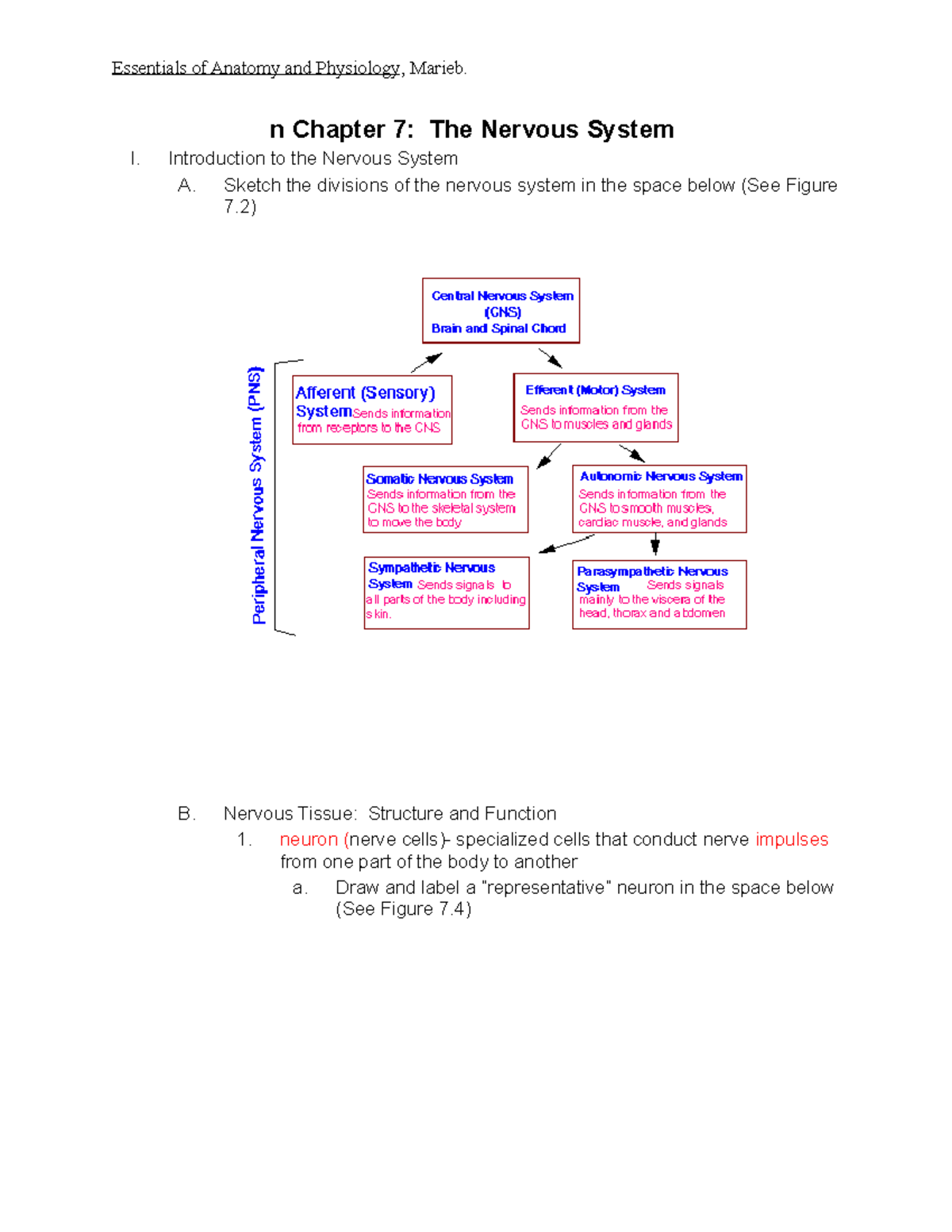 The Nervous System Questions With Answers And Pictures N Chapter 7 The Nervous System I 