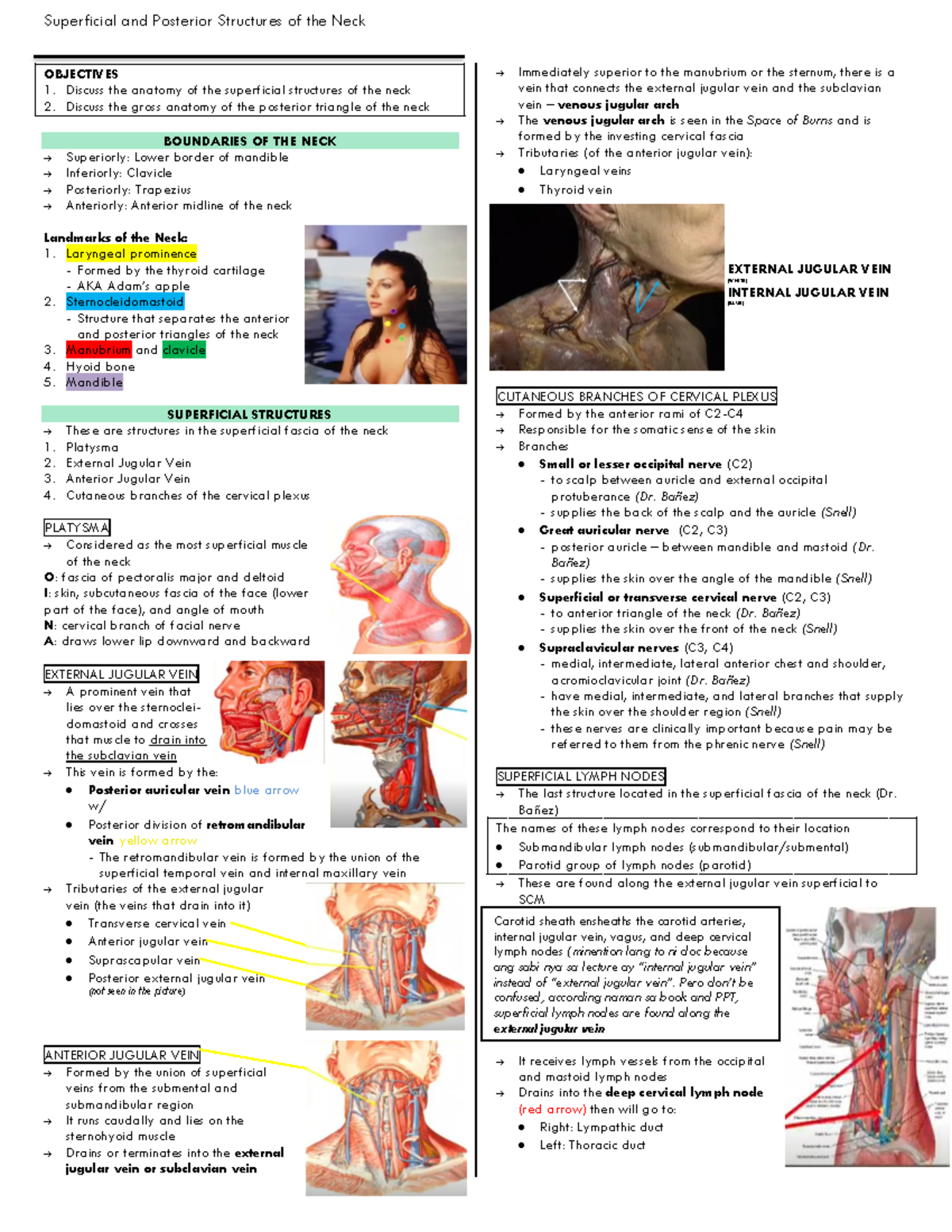 Posterior and Superficial Structures of the Neck - Superficial and ...