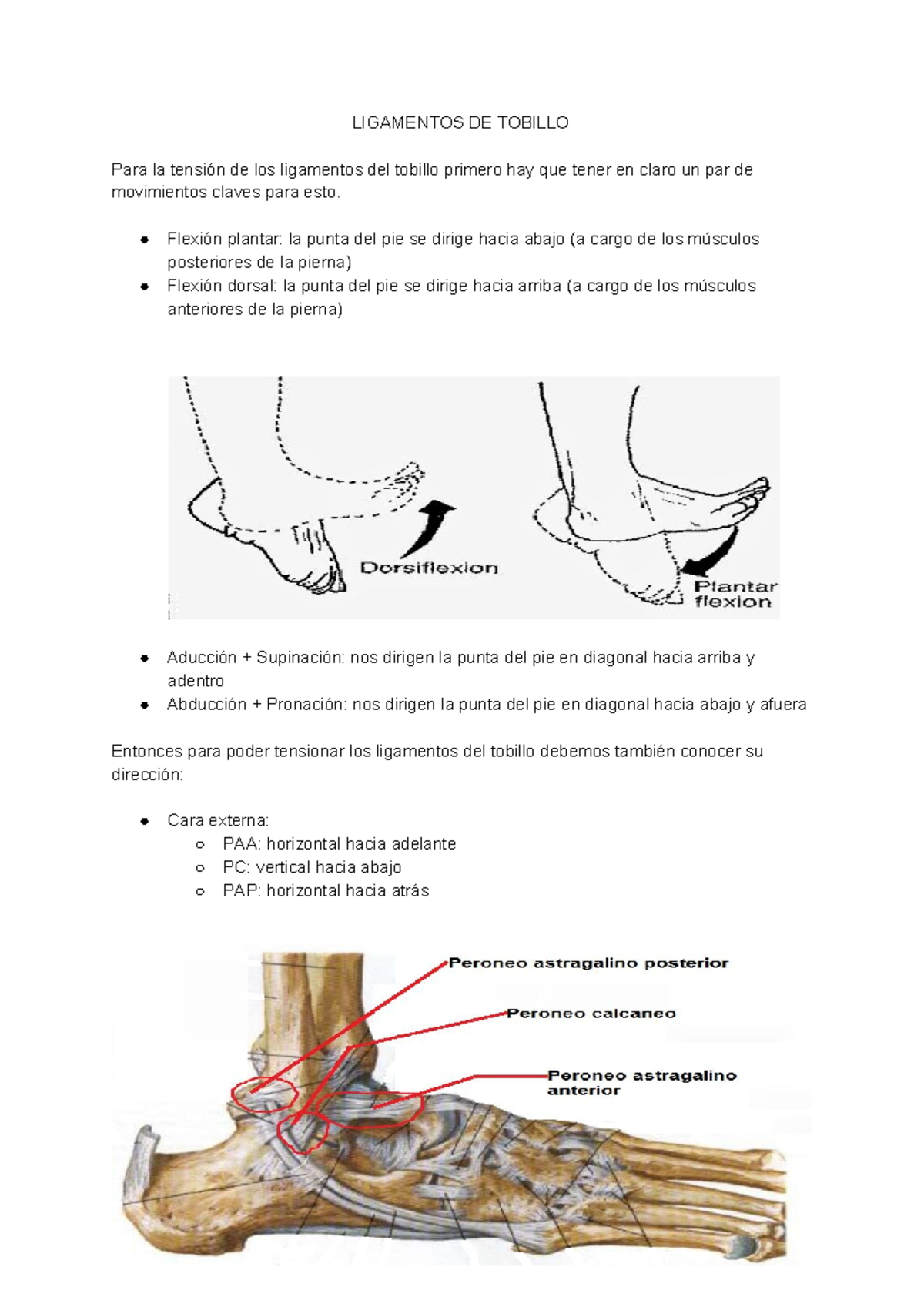 Ligamentos DE Tobillo - ANATOMIA - LIGAMENTOS DE TOBILLO Para la ...