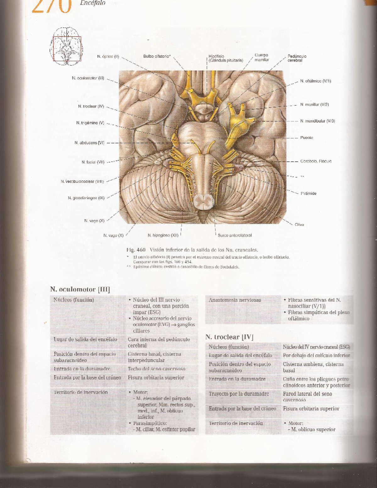 Sobota - Anatomia - Studocu