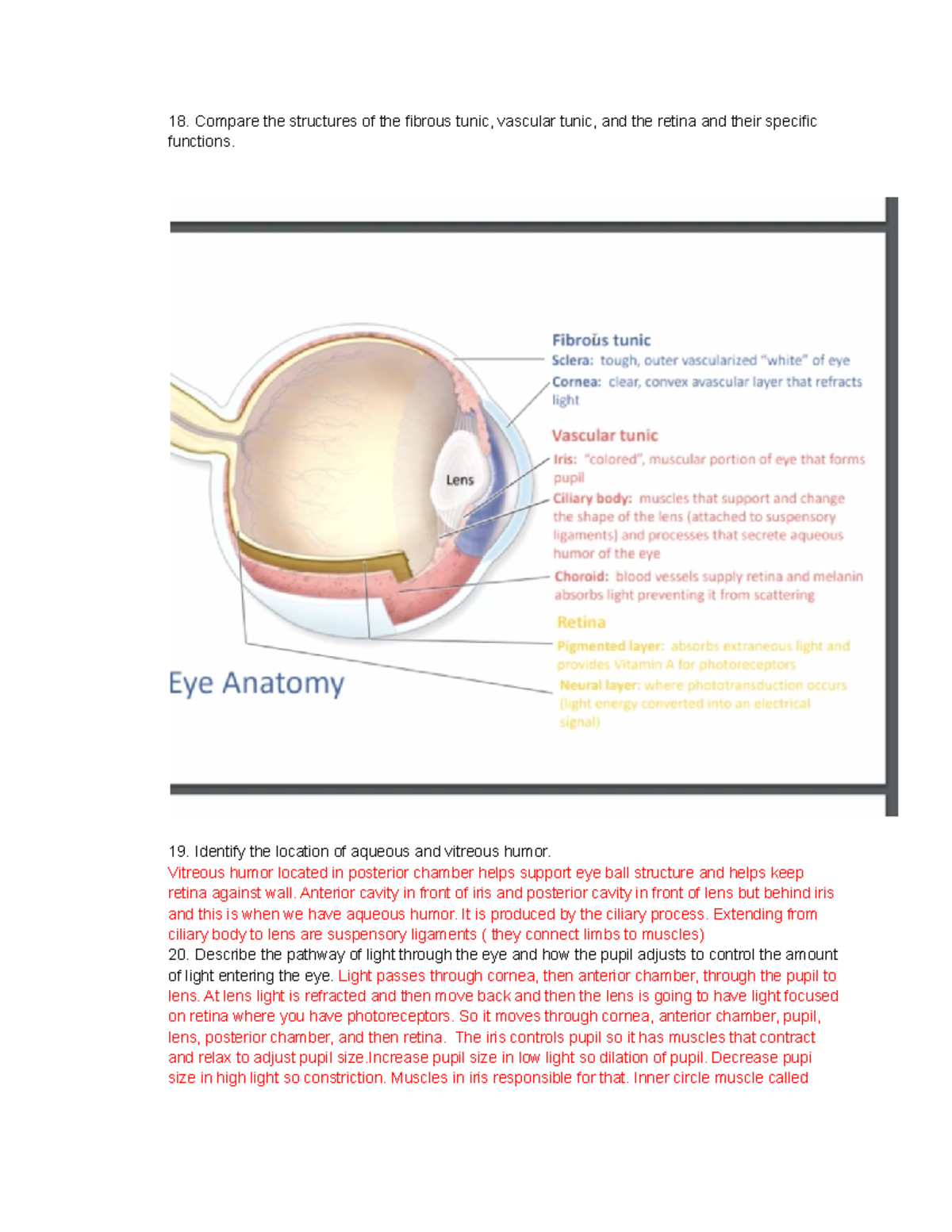 Module 3 doc 3 Compare the structures of the fibrous tunic, vascular