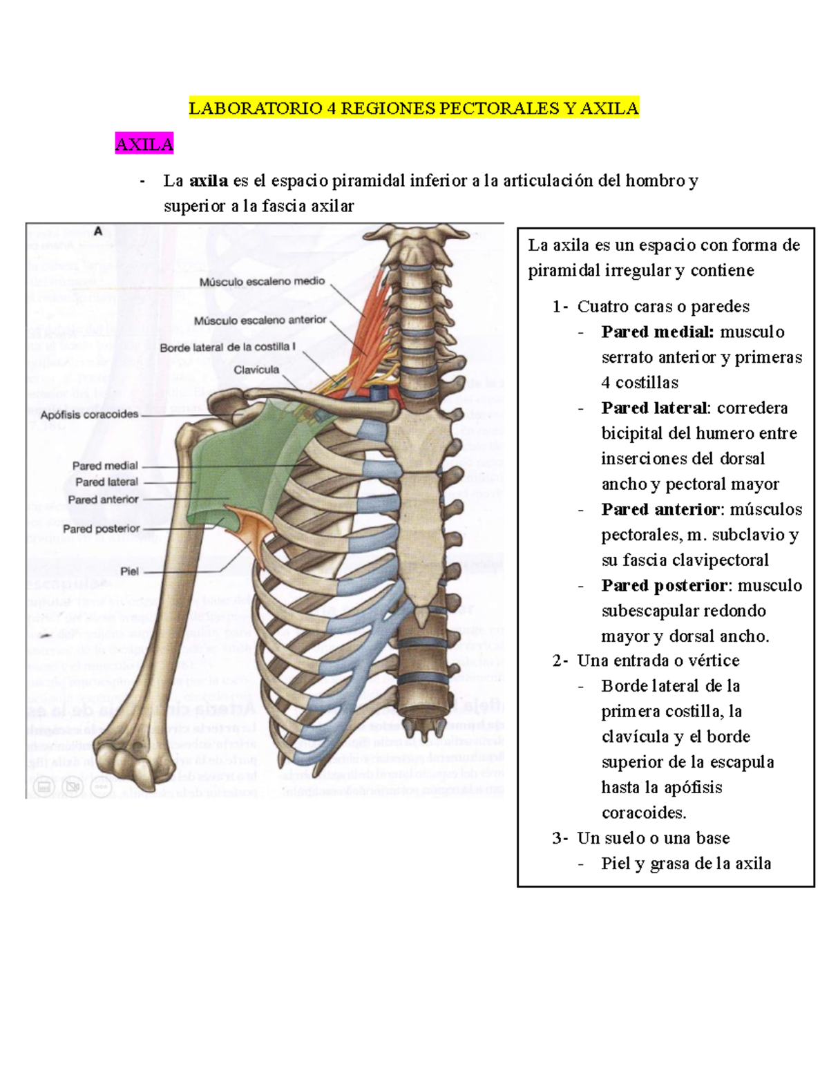 fascia axilar