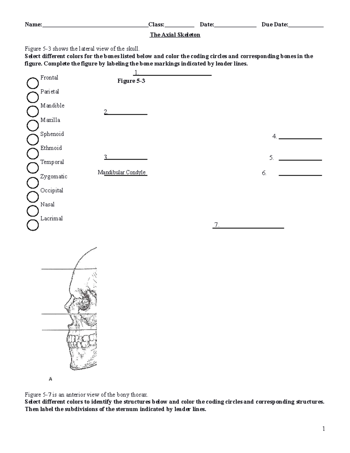 Axial skeleton labeling The Axial Skeleton Figure 53 shows the