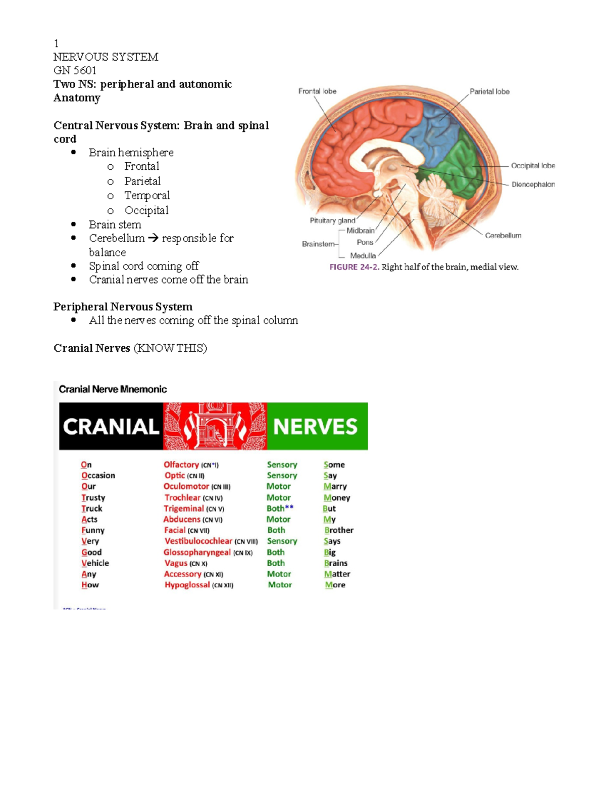 NS - Lecture notes from video - NERVOUS SYSTEM GN 5601 Two NS ...