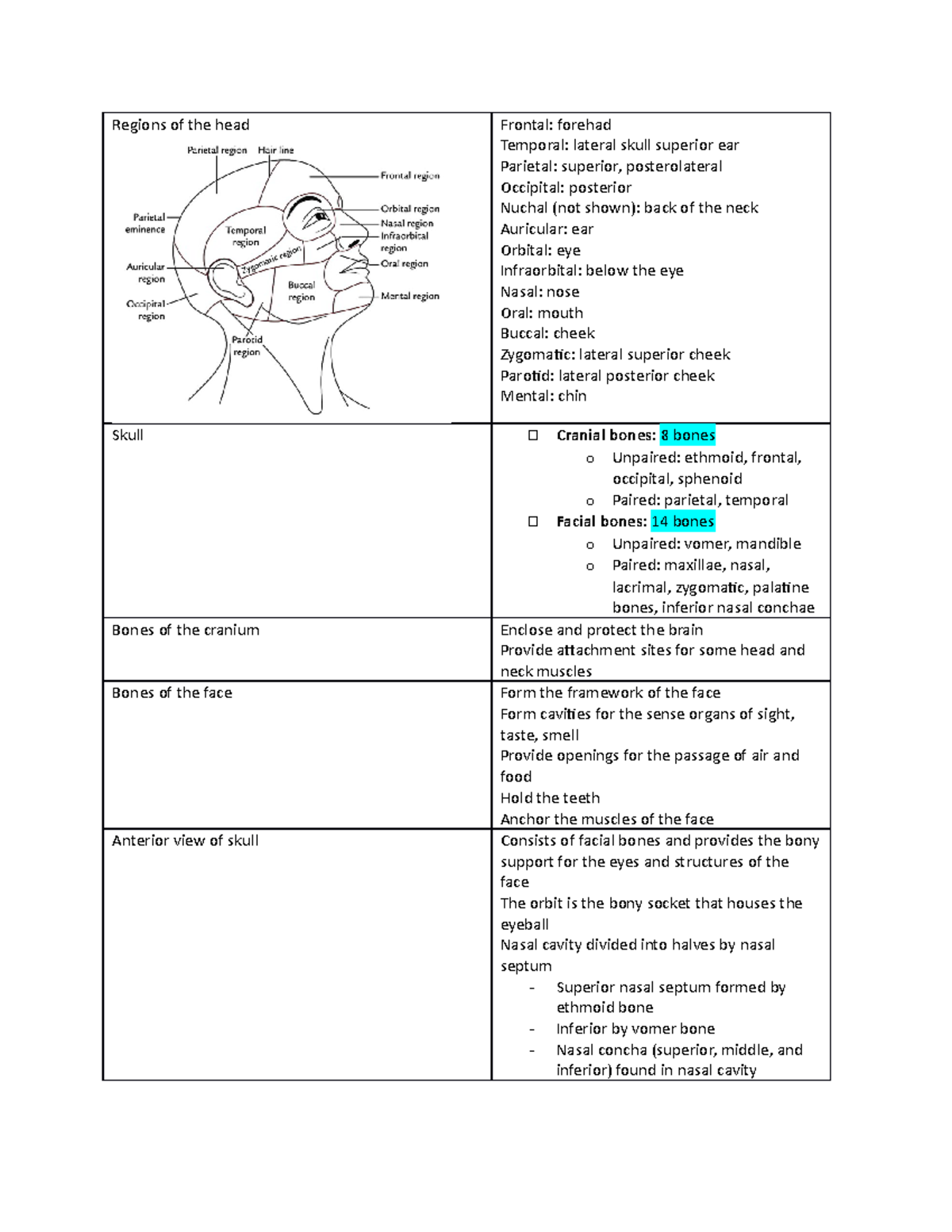 Mod 21- Skull and Muscles of the face - Regions of the head Frontal ...