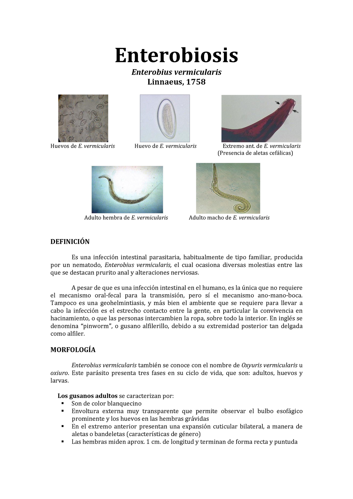 Enterobius Vermicularis Ciclo De Vida Cdc Enterobius Vermicularis