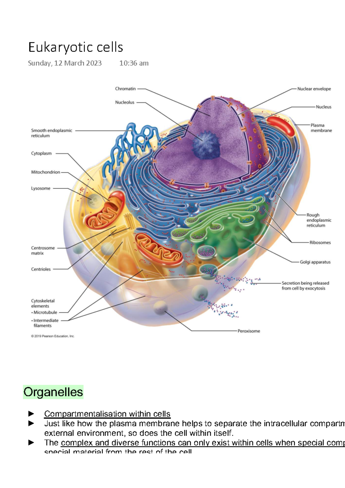 Eukaryotic cells - Organelles Compartmentalisation within cells Just ...