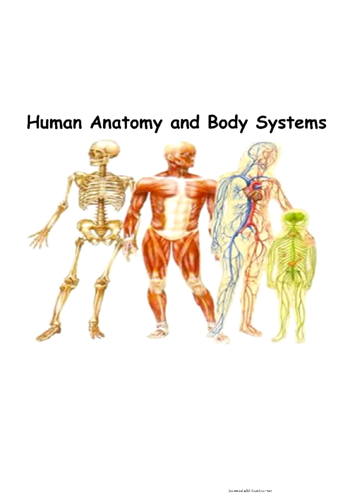 Human Anatomy And Body Systems - Mathematics - Studocu