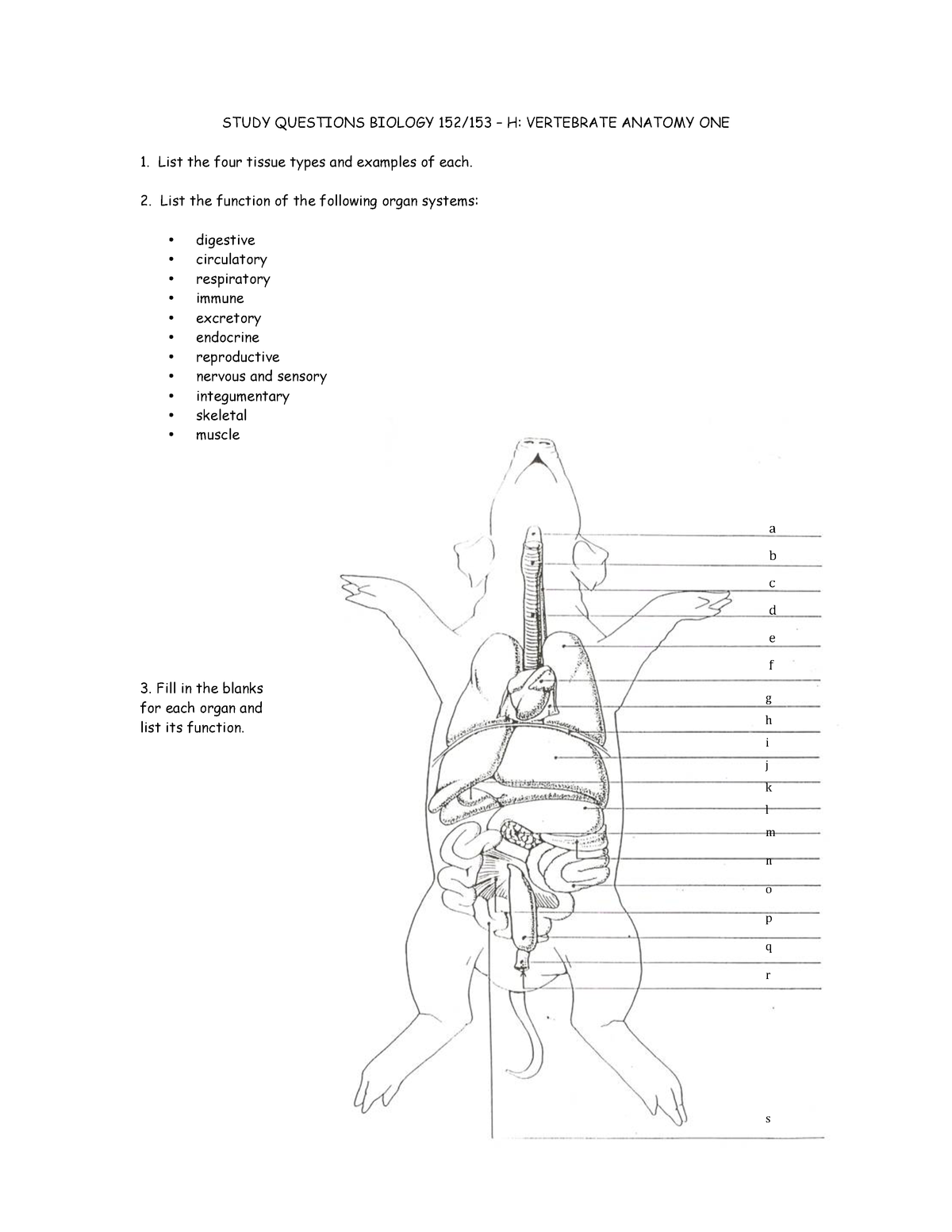  DIAGRAM Labeled Fetal Pig Diagram MYDIAGRAM ONLINE