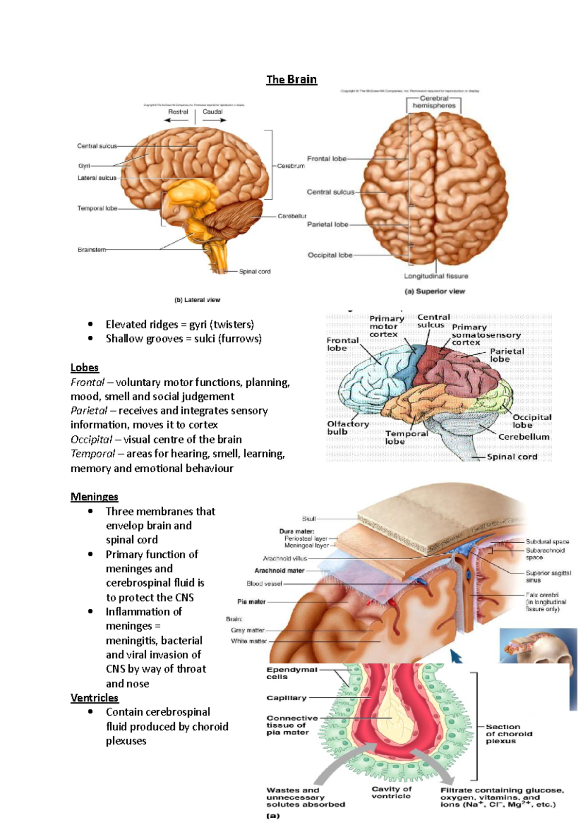 The Brain Lecture Notes for 2018/2019 - The Brain Elevated ridges ...