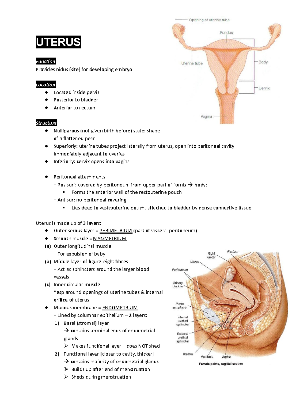 uterus-uterine-tubes-ovary-uterus-function-provides-nidus-site