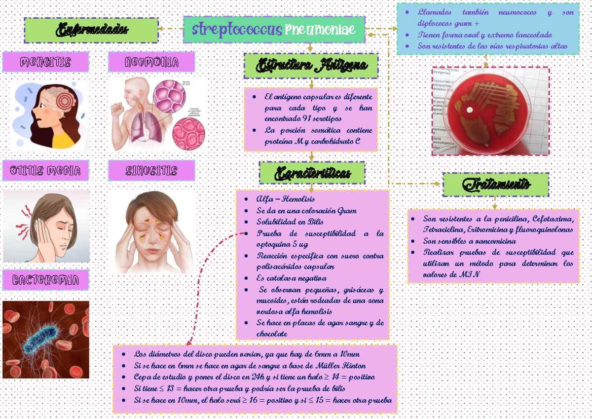 Strepctococcus Pneumoniae Streptococcus Pneumoniae Llamados Tambi N Neumococos Y Son