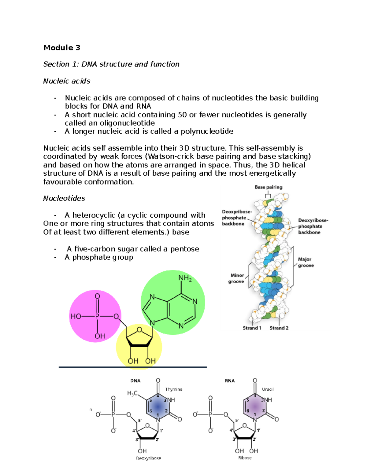 Module 3 - Notes - Module 3 Section 1: DNA structure and function ...