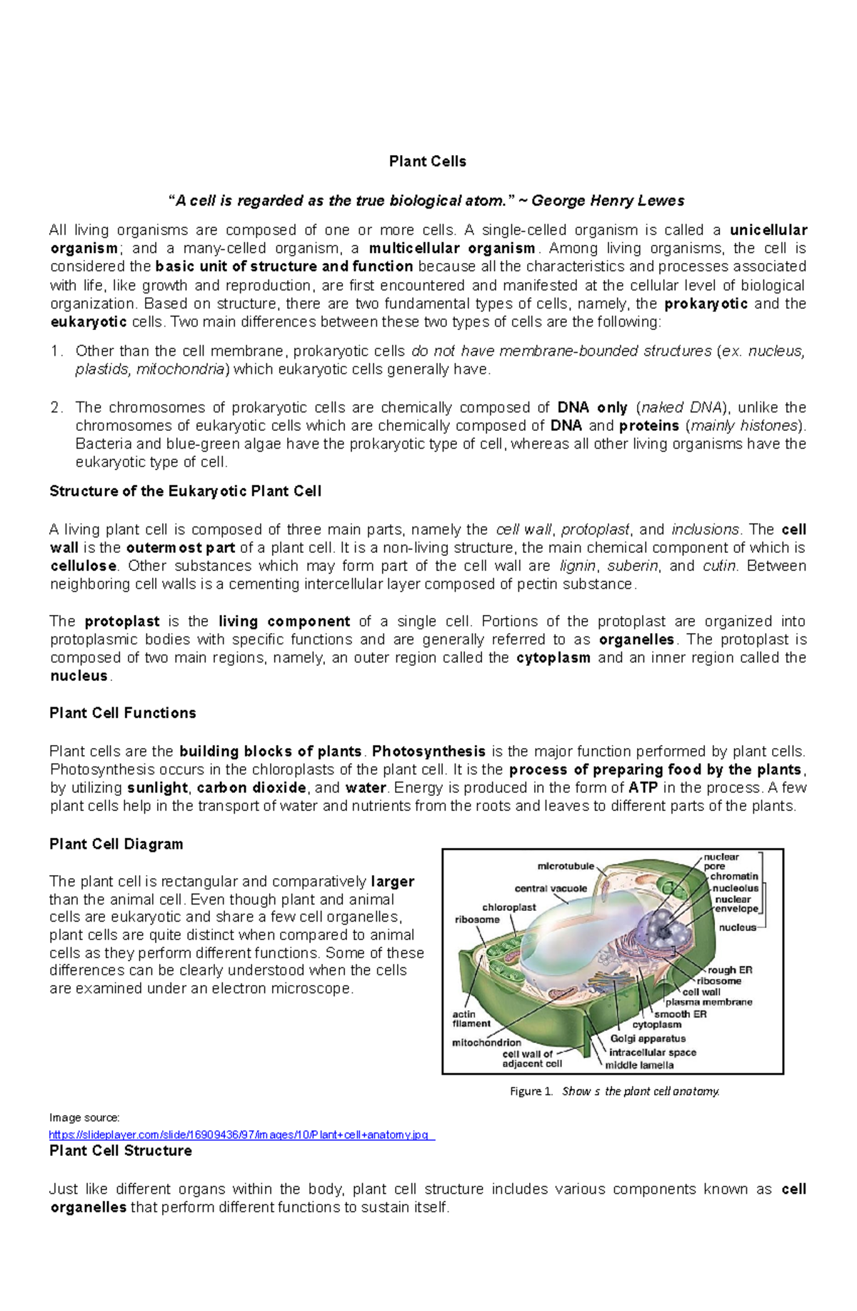 Plant Cells - Plant Cells “A cell is regarded as the true biological ...