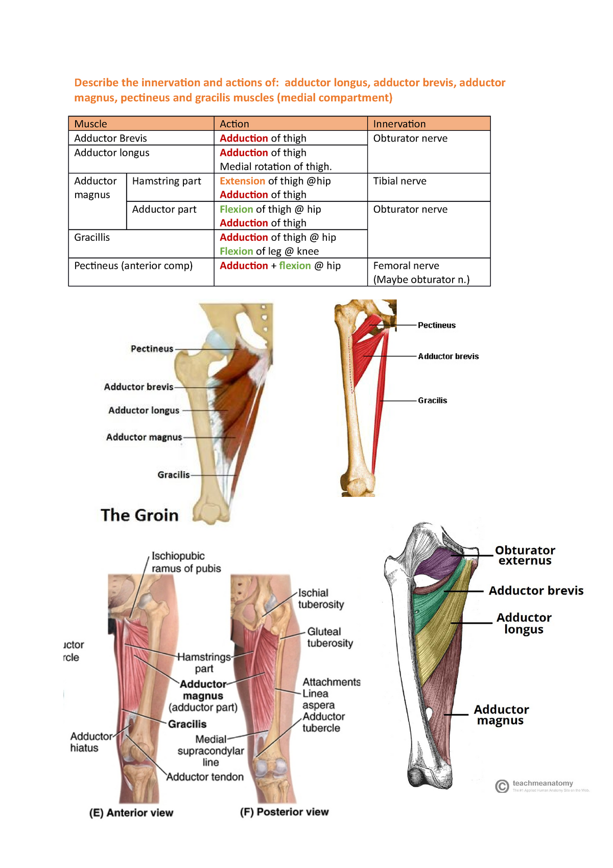 DR3 Lower Limb - Describe the innervation and actions of: adductor ...