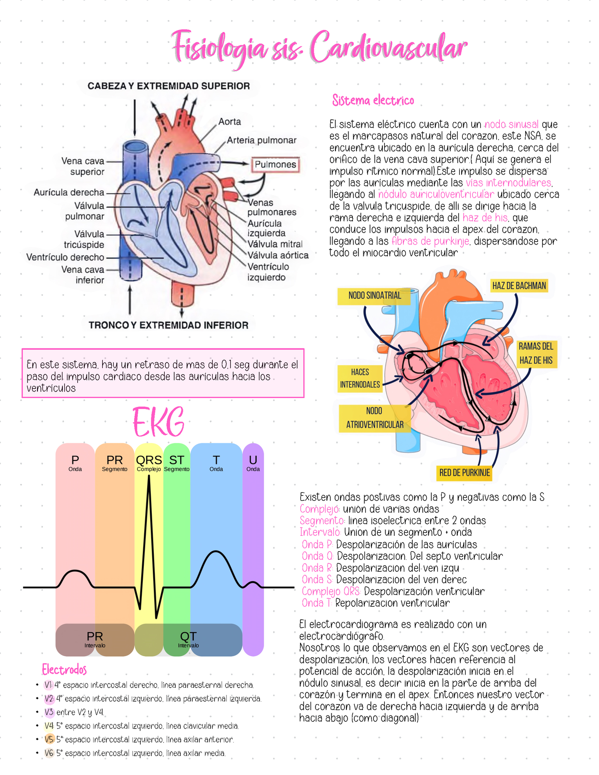 Ekg Apuntes Sobre La Interpretación Del Ekg Fisiología Sis