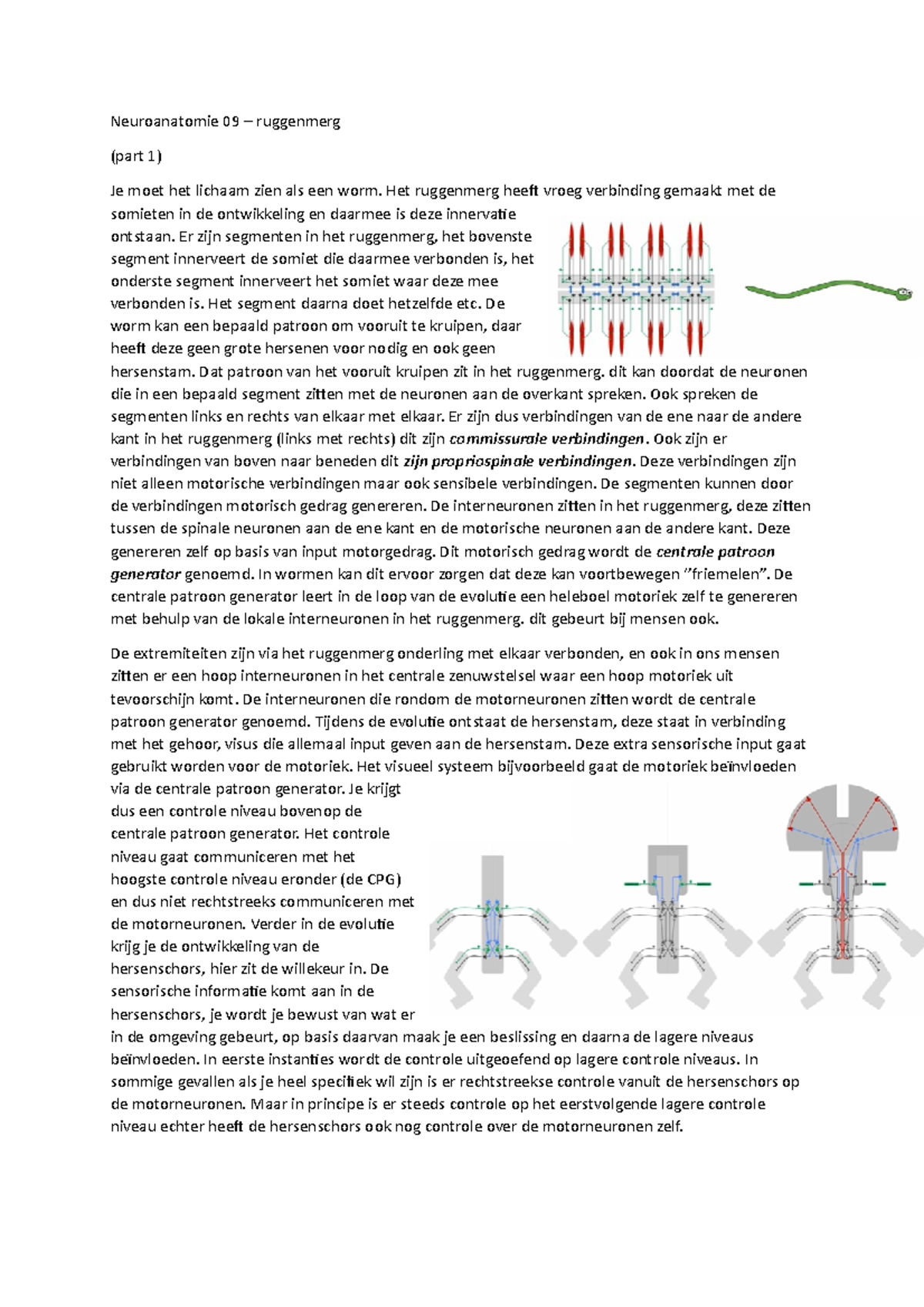 Ruggenmerg - 09 - anatomie - Neuroanatomie 09 – ruggenmerg (part 1) Je ...