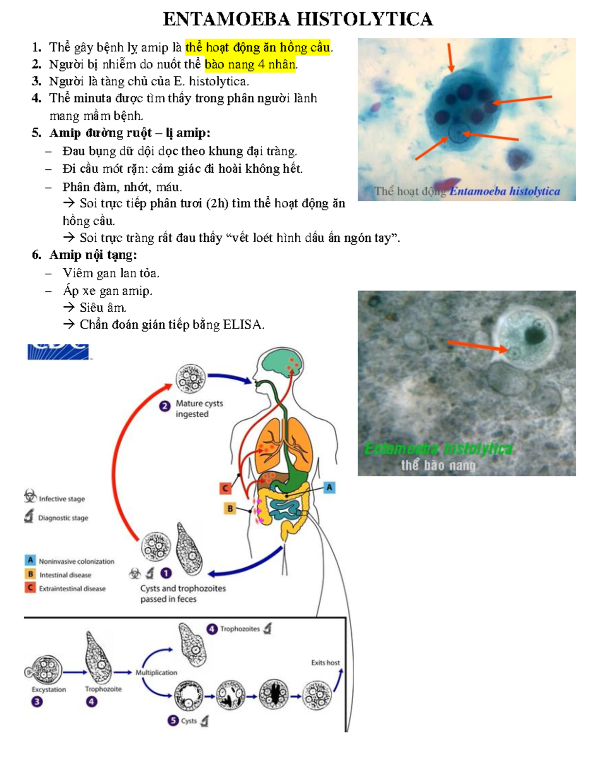 123doc On Tap Ki Sinh Trung Dai Hoc Y Khoa Pham Ngoc Thach Entamoeba Histolytica Thể Gây 2456