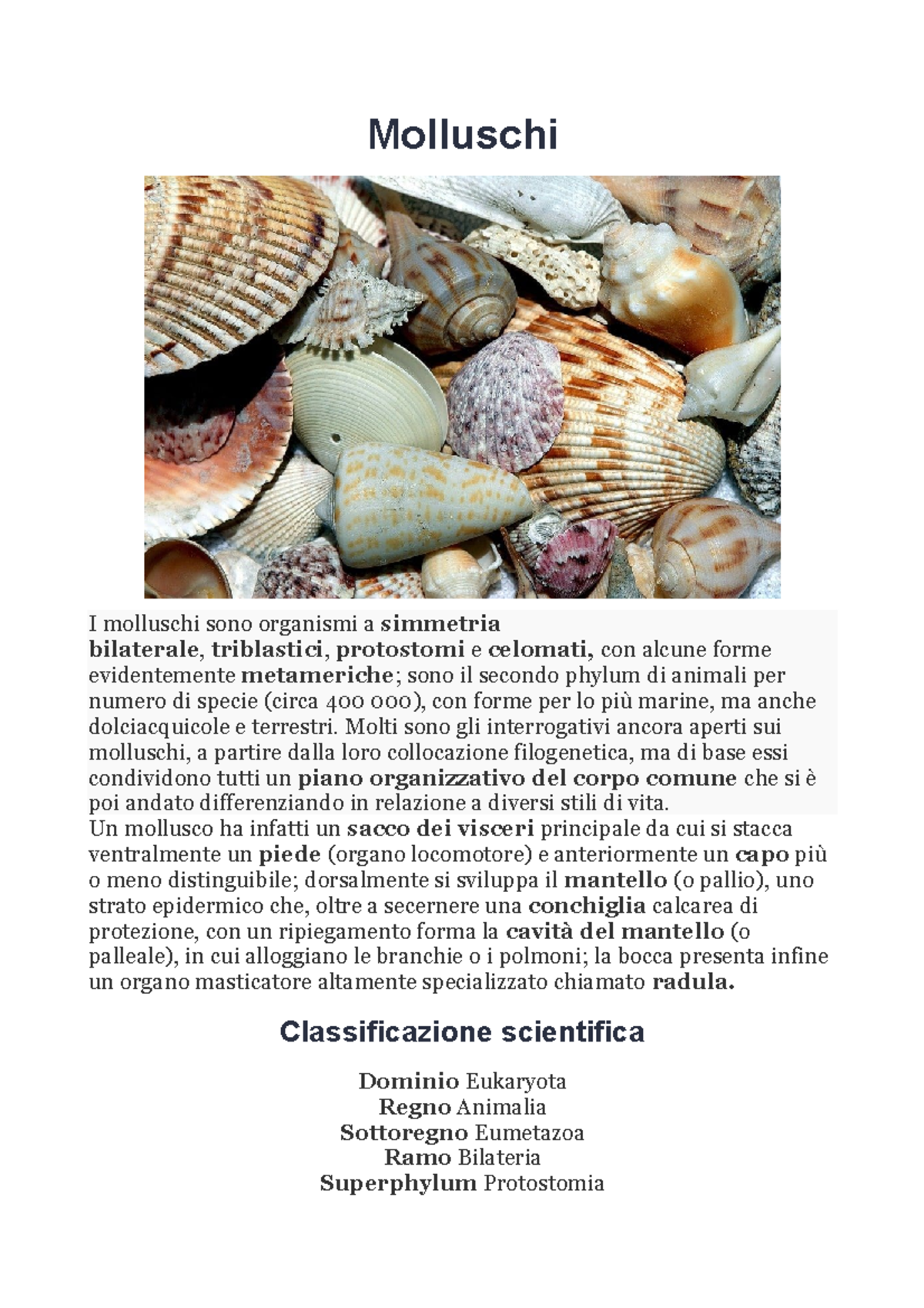 Molluschi - mollusca - Molluschi I molluschi sono organismi a simmetria ...