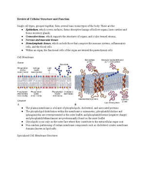 8-Jaundice - very good - Semiology An Approach to Jaundice Ali M ...