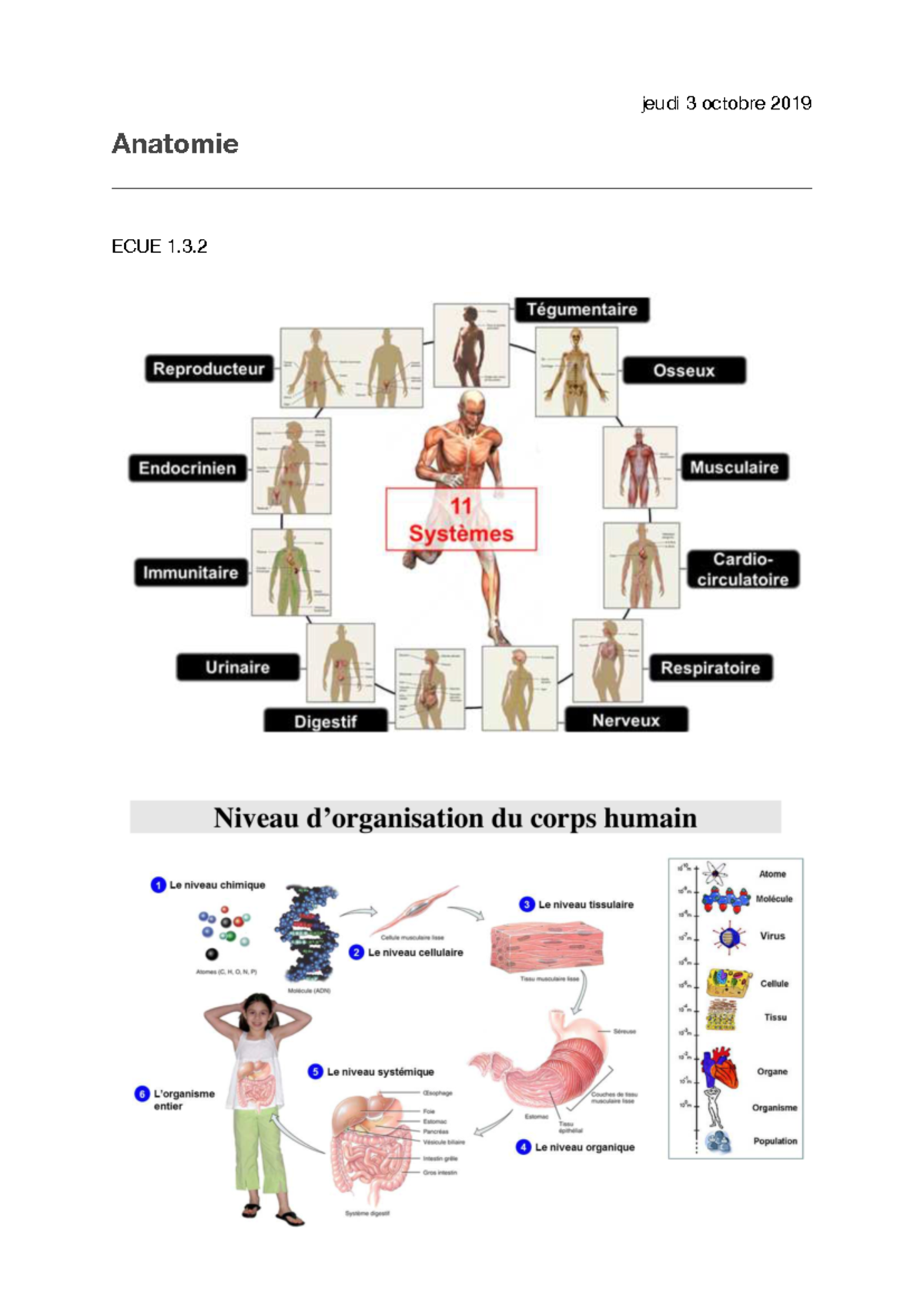 Cours staps - Anatomie ECUE 1. Niveau d’organisation du corps humain ...